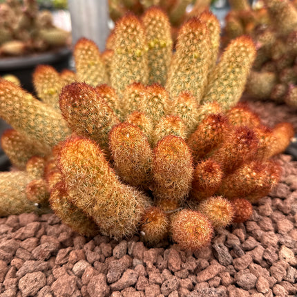 Mammillaria elongata var. rubispina