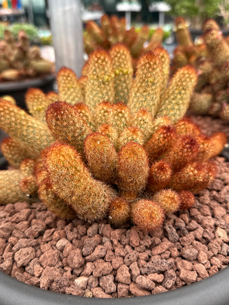 Mammillaria elongata var. rubispina