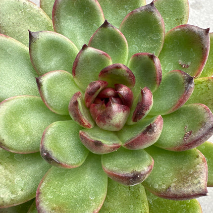 Echeveria 'Black Tiger' | Echeveria Tigre de ébano