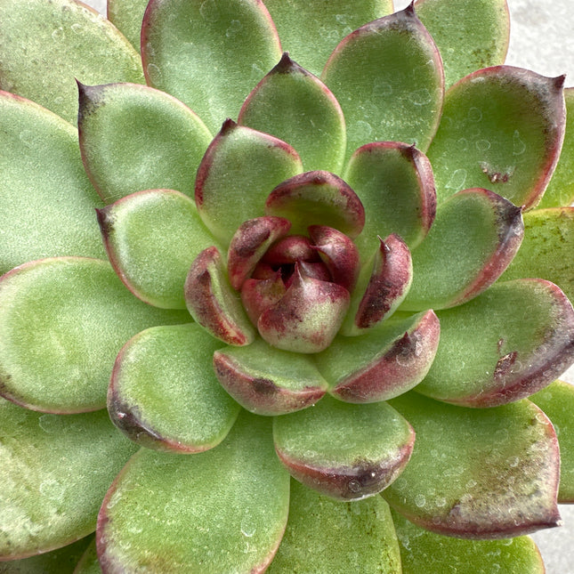 Echeveria 'Black Tiger' | Echeveria Ebony Tiger