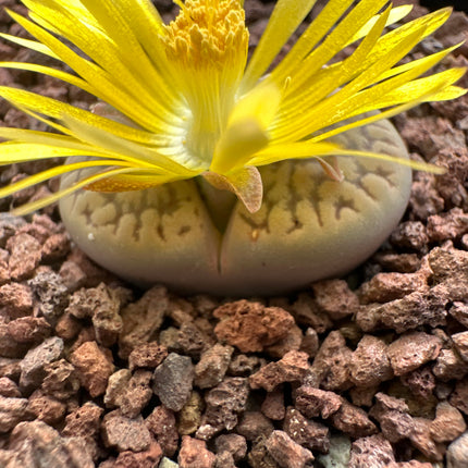 Lithops halli var. halli C050