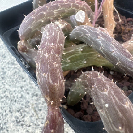Kleinia pendula | ex. Senecio pendulus. Lagarta-medideira