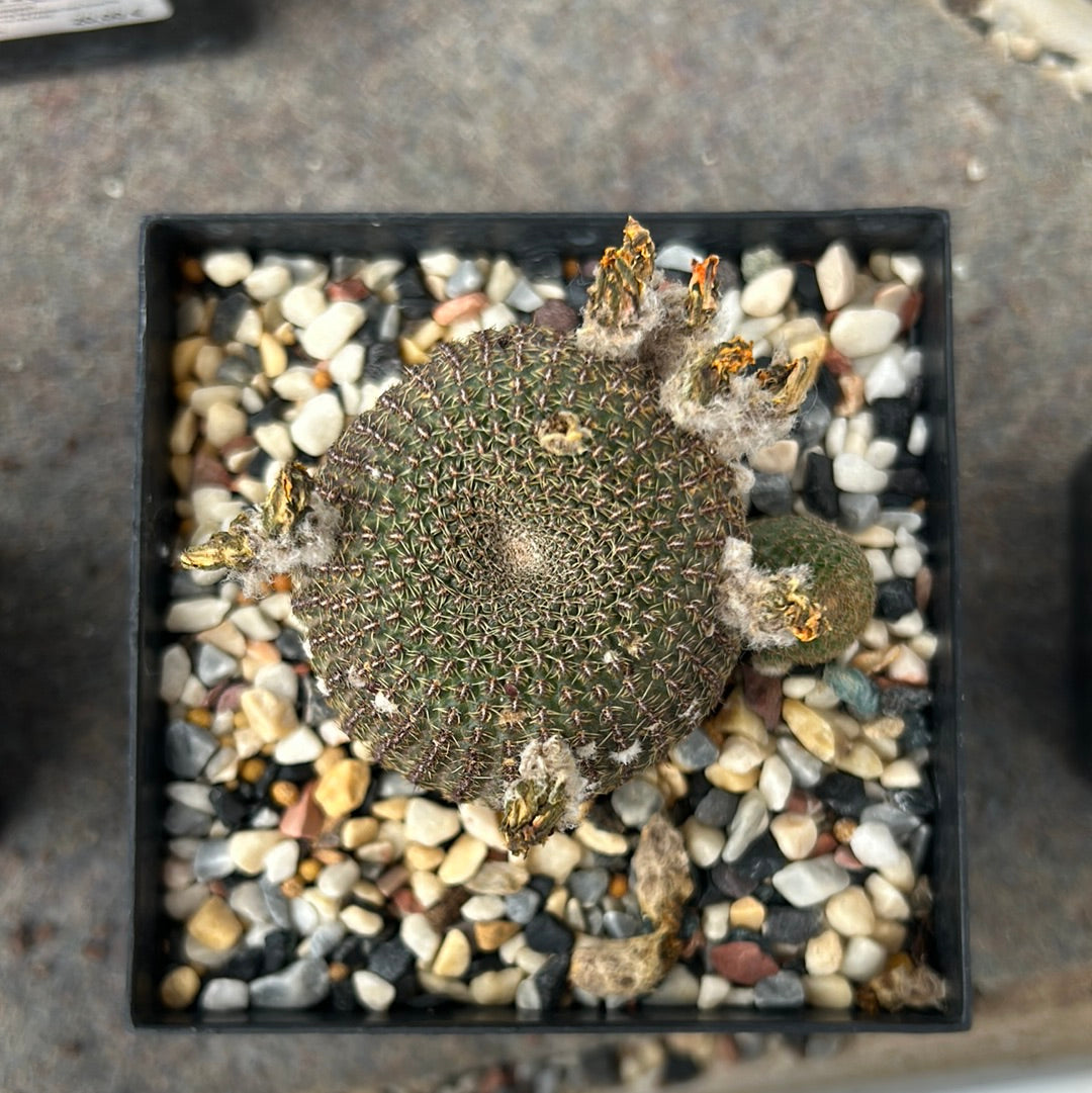 Echinocereus reichenbachi