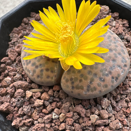 Lithops localis (ex. L. terricolor) C254