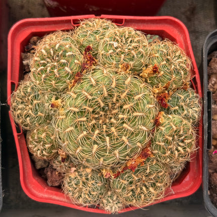 Weingartia gemmae subsp. elizabethae