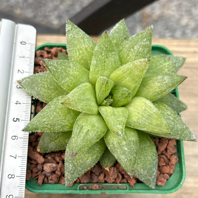 Haworthia suberecta var. suberect