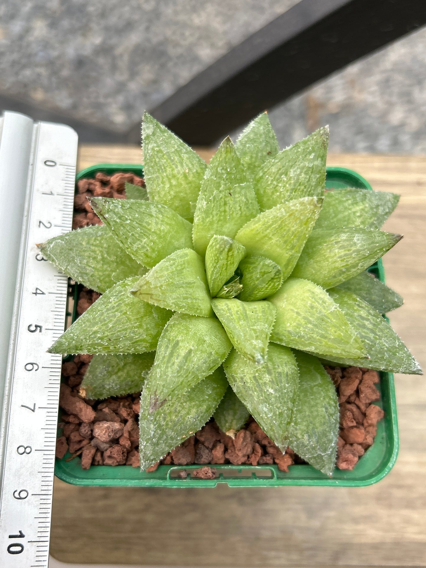 Haworthia suberecta var. suberecta