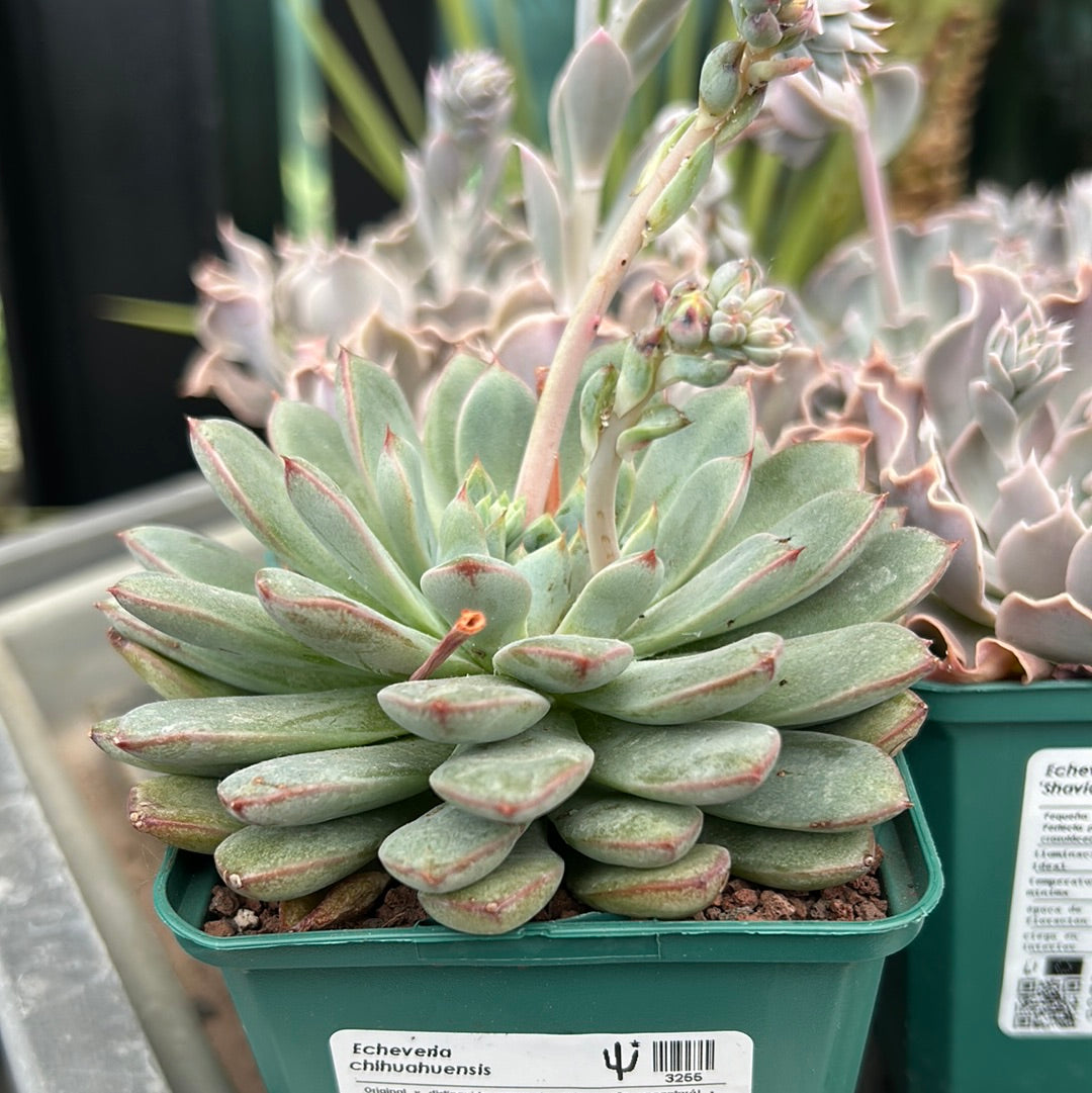 Echeveria chihuahuensis