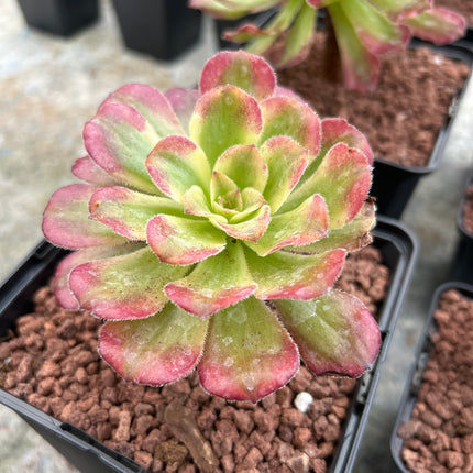 Aeonium 'Mardi gras'