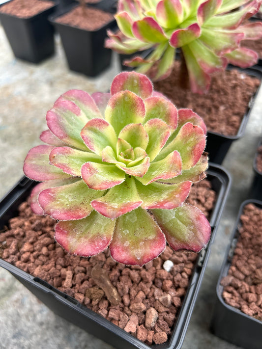 Aeonium ‘Mardi gras’