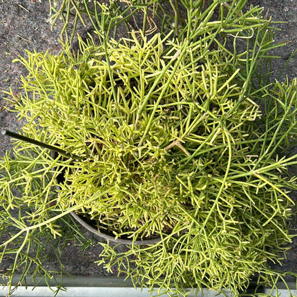 Rhipsalis baccifera