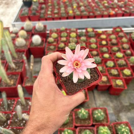 Gymnocalycium horstii