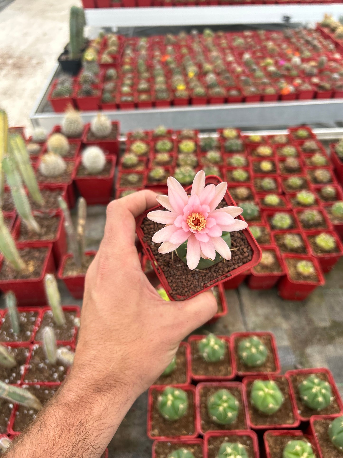 Gymnocalycium horstii