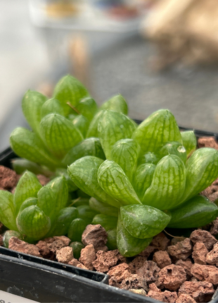 Haworthia cymbiformis ‘Kawai’