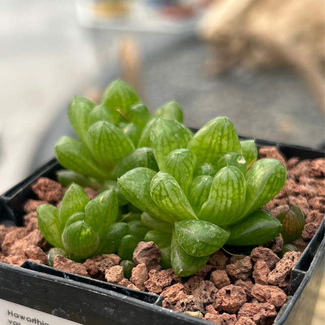 Haworthia cymbiformis ‘Kawai’