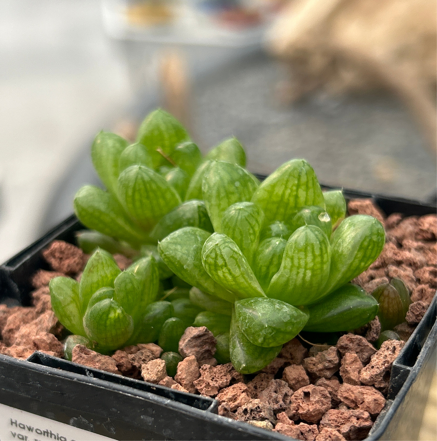 Haworthia cymbiformis 'Kawai'