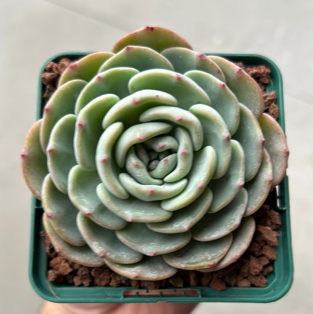 Echeveria 'Mont blanc'