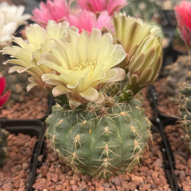 Gymnocalycium baldianum