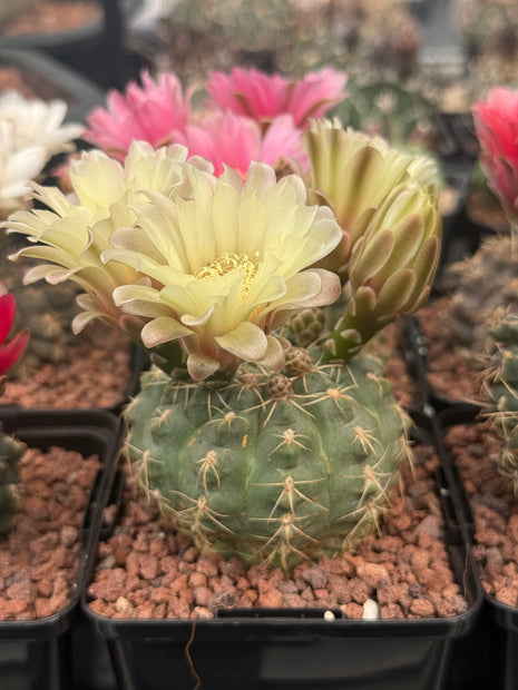 Gymnocalycium baldianum