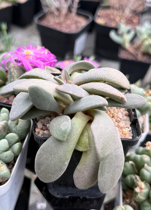 Aloinopsis spatulata