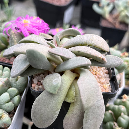 Aloinopsis spatulata
