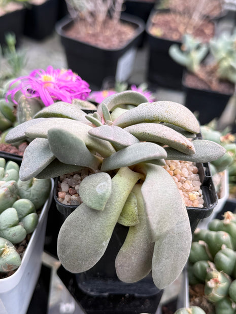 Aloinopsis spatulata