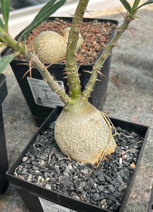 Pachypodium bispinosum