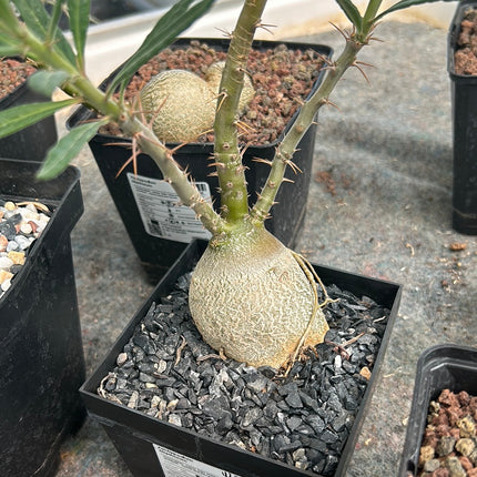 Pachypodium bispinosum