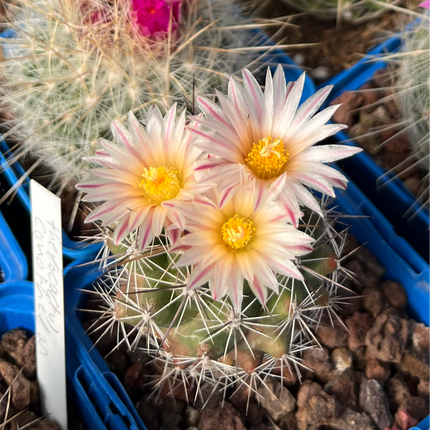 Thelocactus panarottoanus