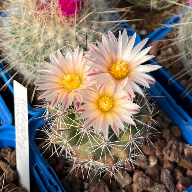 Thelocactus panarottoanus