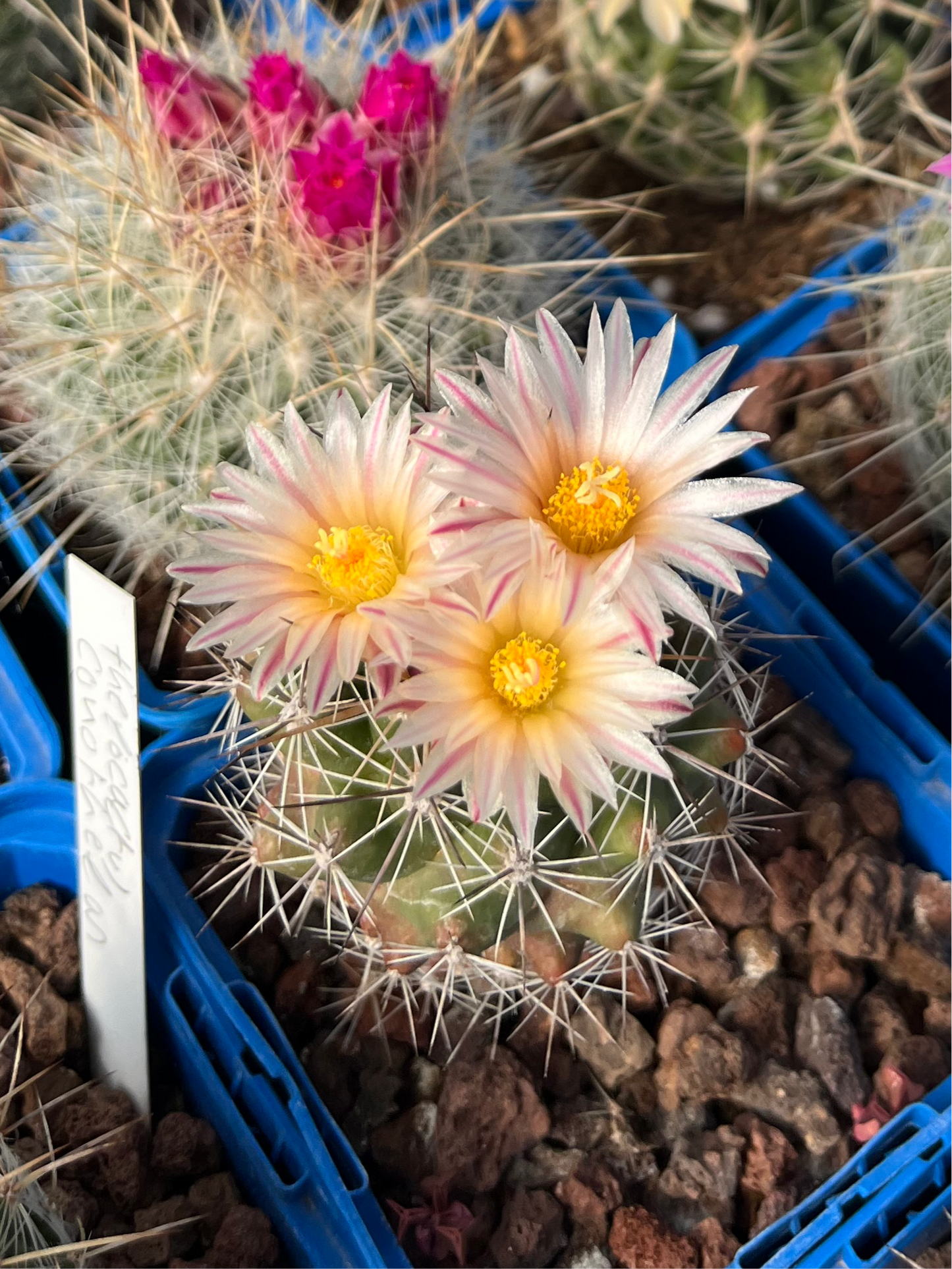 Thelocactus panarottoanus