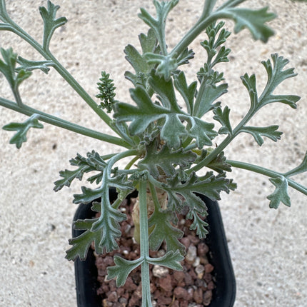 Pelargonium crithmifolium | Pelargonio de hoja de hinojo marino