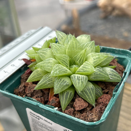 Haworthia retusa var. Geraldi