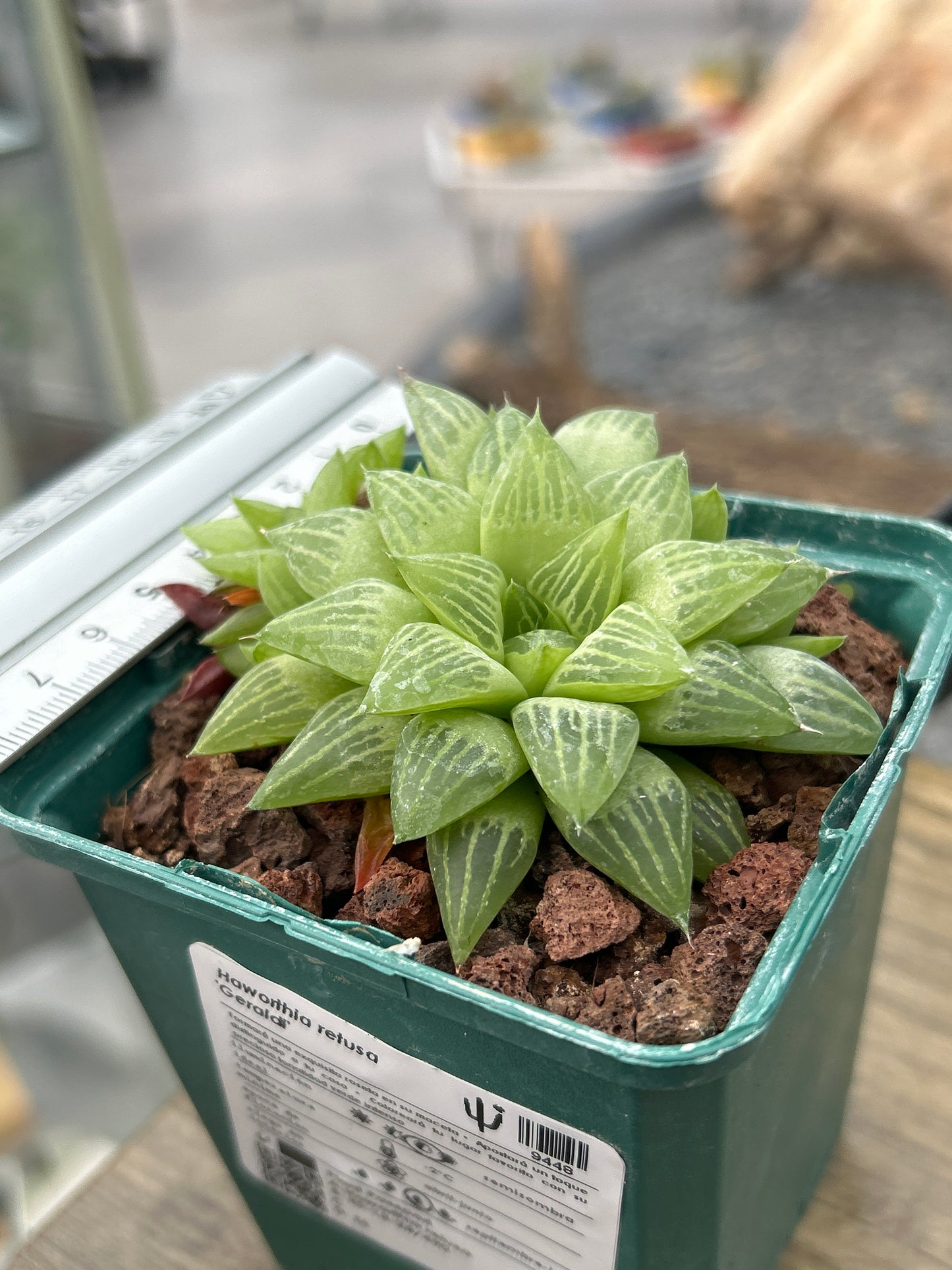 Haworthia 'Geraldii'