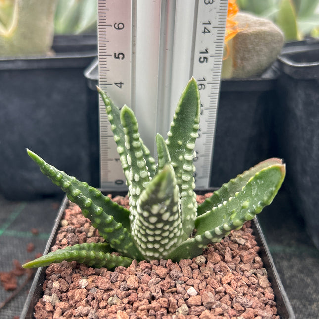 Tulista pumila 'Dinosaur'