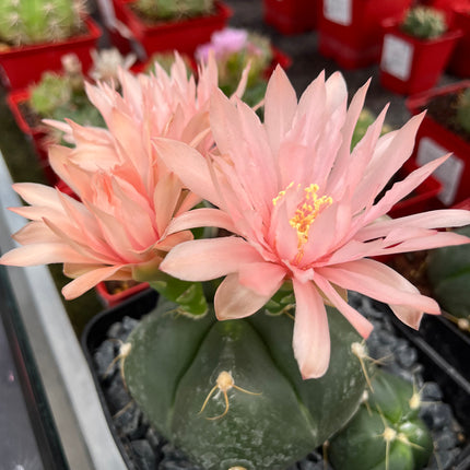 Gymnocalycium horstii