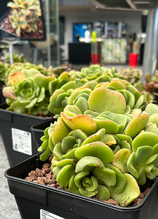 Aeonium Castello-Paivae var. Sarae