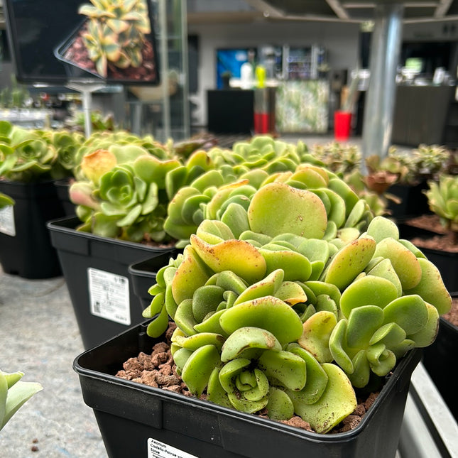 Aeonium Castello-Paivae var. Sarae