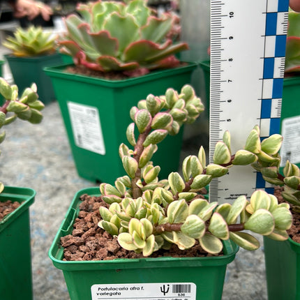 Portulacaria afra f. variieren