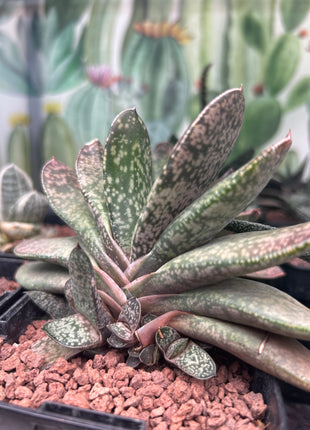 Gasteria disticha var. disticha