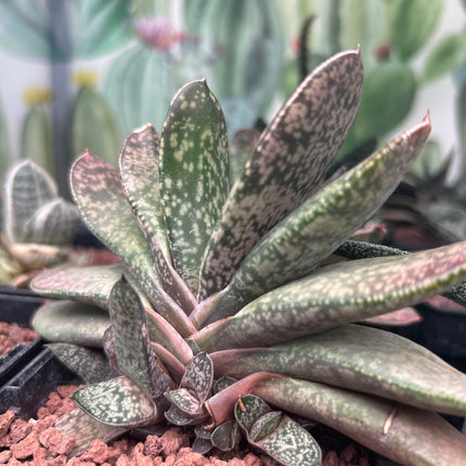 Gasteria disticha var. disticha