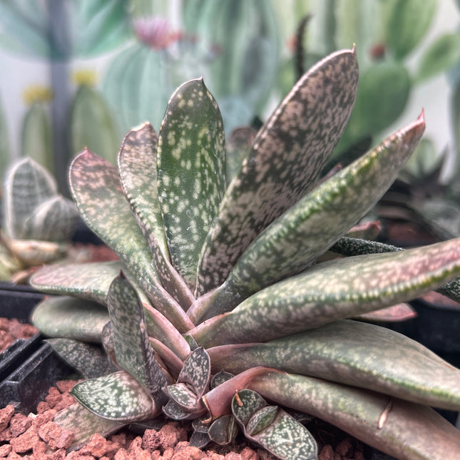 Gasteria disticha var. disticha