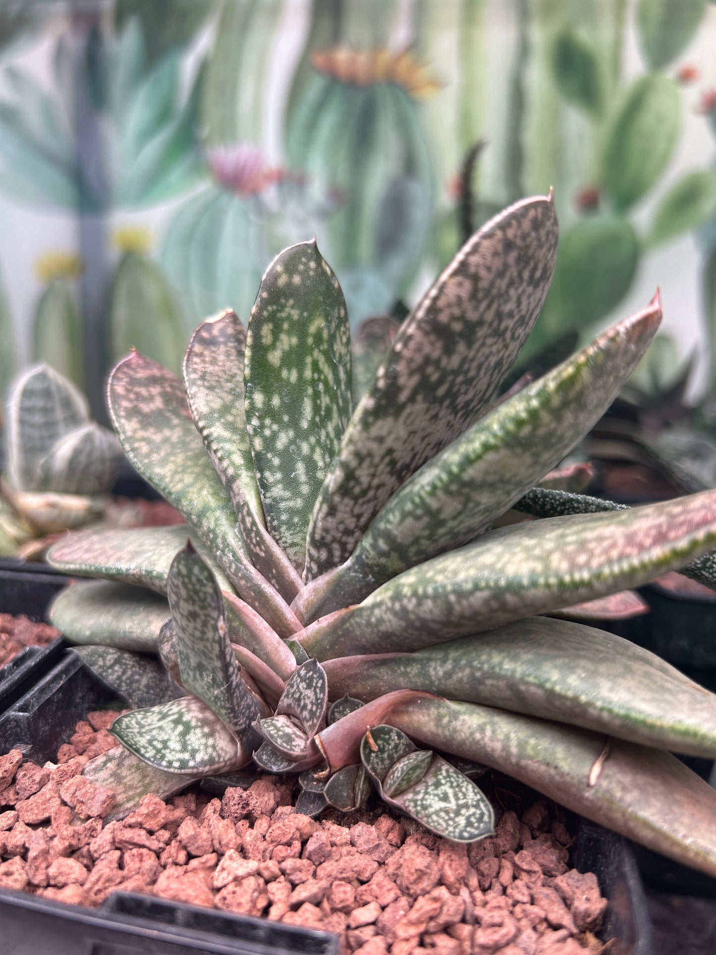 Gasteria disticha var. disticha