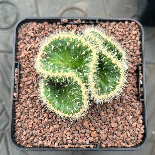 Austrocylindropuntia vestita crestada