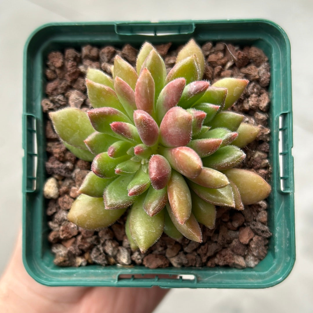 Echeveria setosa var. deminuted