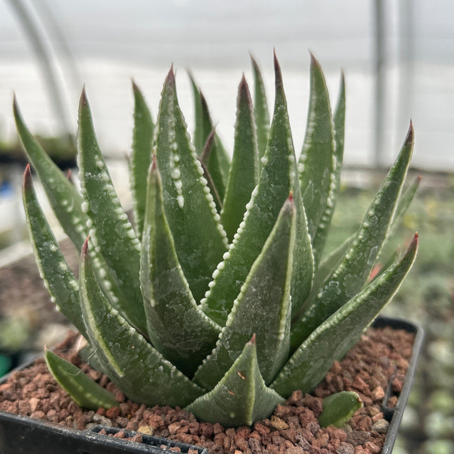 Tulista marginata 'Kin Orizuru'