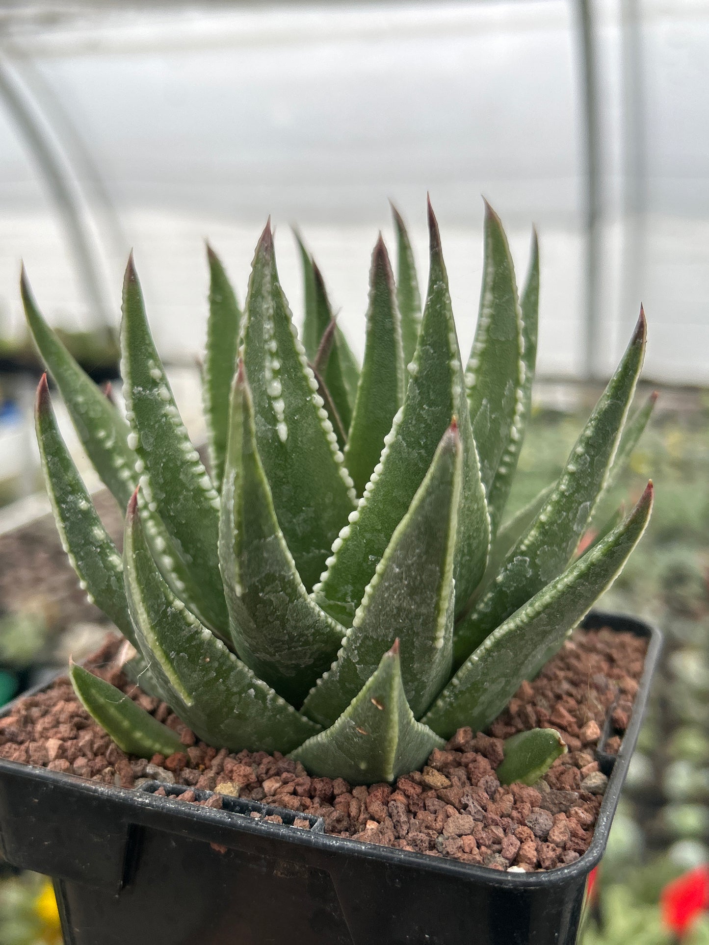 Tulista marginata 'Kin Orizuru'