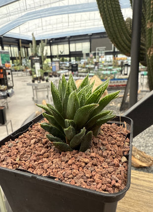 Haworthia herbacea var. lupula