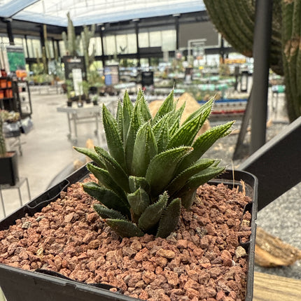 Haworthia herbacea var. hops