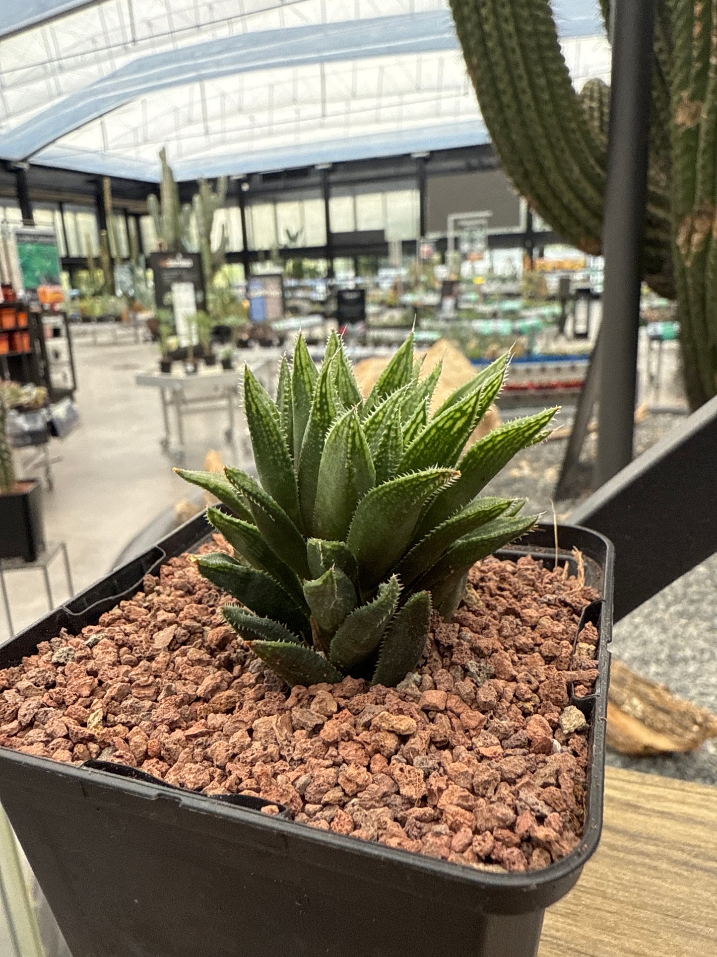 Haworthia herbacea var. lupula